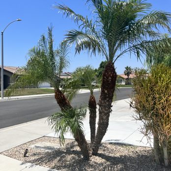 Real Tree Service - Tree Services Near Me Real Tree Service - Tree Services Near Me