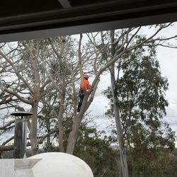 JJ Tree service