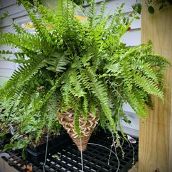 Local Roots Greenhouse