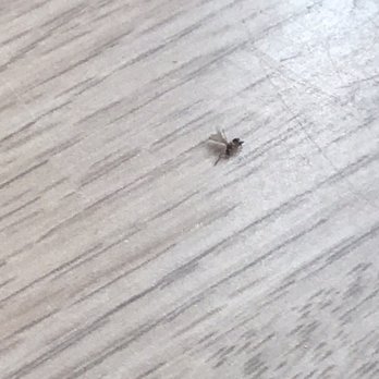 The Butcher Shop - This little fellow was on our table. Simply brushed him off but that means that the table wasn't wiped down. - Meat Shops Near Me - Longview, Texas The Butcher Shop - This little fellow was on our table. Simply brushed him off but that means that the table wasn't wiped down. - Meat Shops Near Me - Longview, Texas