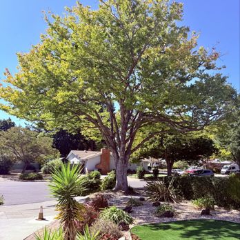 Ramirez Tree Service  - After photo - Tree Services Near Me