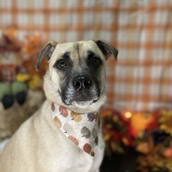 Dogtopia of Anaheim Hills - Fall photos!