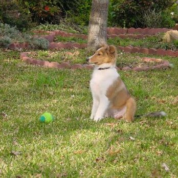 Jennie's Dog Training & Pet Care - Leave it - Pet Training Near Me Jennie's Dog Training & Pet Care - Leave it - Pet Training Near Me