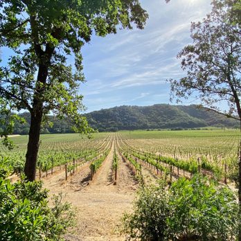 Stags' Leap Winery - Vineyard vines - Wineries Near Me - Napa, California Stags' Leap Winery - Vineyard vines - Wineries Near Me - Napa, California