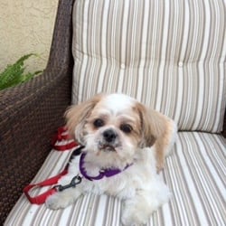 Laurie's Dog Walking - Little Guy after his grooming spa day.