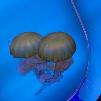 Downtown Aquarium - Jelly fish - Museums Near Me - Denver, Colorado Downtown Aquarium - Jelly fish - Museums Near Me - Denver, Colorado