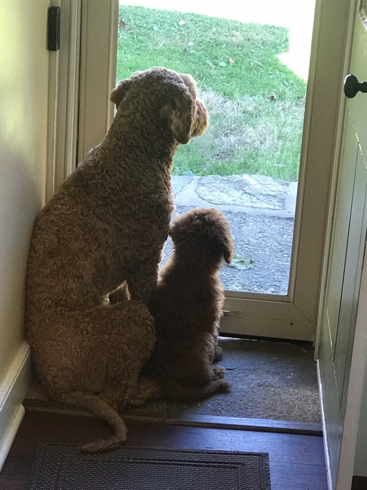 W CALN VETERINARY CLINIC & MOBILE VETERINARY SRVCE Updated July 2024