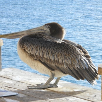Gulf State Park Pier - Pelican - Parks Near Me - Gulf Shores, Alabama Gulf State Park Pier - Pelican - Parks Near Me - Gulf Shores, Alabama
