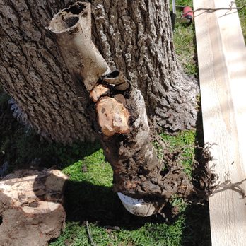 The Plumbologist - Thanks city tree - Plumbing Near Me - Santa Clarita, California The Plumbologist - Thanks city tree - Plumbing Near Me - Santa Clarita, California
