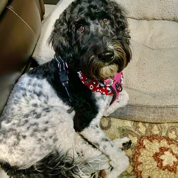 Smoky Dog Lodge - Sheila the Aussiepoo - Pet Boarding Near Me - Sevierville, Tennessee Smoky Dog Lodge - Sheila the Aussiepoo - Pet Boarding Near Me - Sevierville, Tennessee