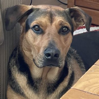 Desjardins Dog Care - Pet Training Near Me Desjardins Dog Care - Pet Training Near Me