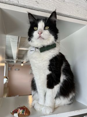 NEKO Cat Cafe Bellingham by null
