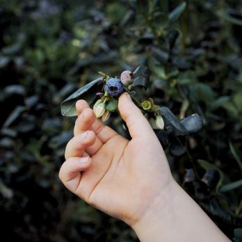 Tom West Blueberries - Pick Your Own Farms Near Me - Ocoee, Florida