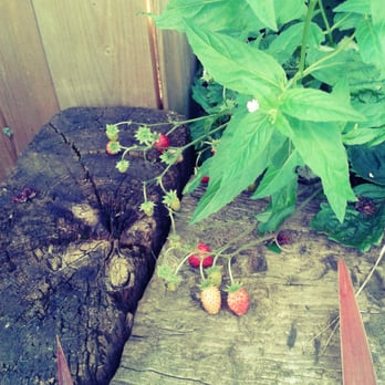 Peperina Garden Bistro - Cafes Near Me - Rathmines, D