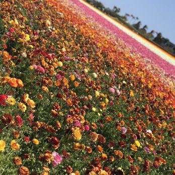 The Flower Fields - Venues & Event Spaces Near Me - Carlsbad, California The Flower Fields - Venues & Event Spaces Near Me - Carlsbad, California