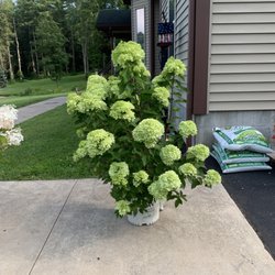 Dwarf limelight hydrangea