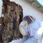 Photo of Hive Pro Bee Removal