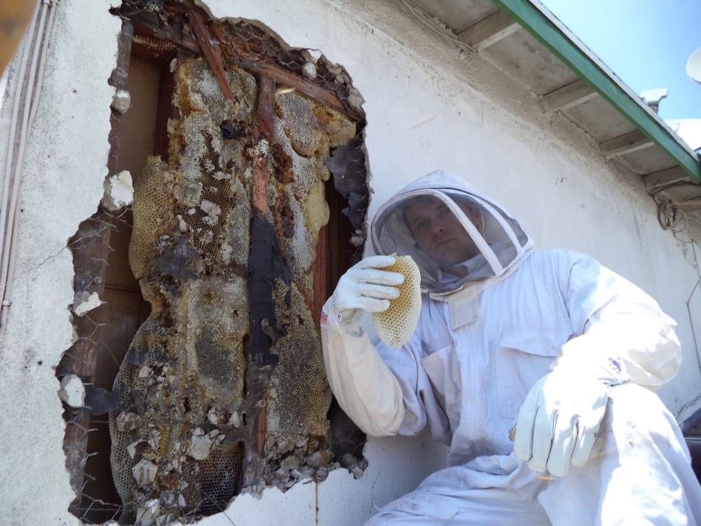 HIVE PRO BEE REMOVAL Updated September 2024 25 Photos & 36 Reviews