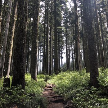Mount Hood National Forest - The forest - Active Life Near Me - Sandy, Oregon Mount Hood National Forest - The forest - Active Life Near Me - Sandy, Oregon