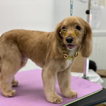 Animal Loving Care - Pet Sitting Near Me - Brooklyn, New York Animal Loving Care - Pet Sitting Near Me - Brooklyn, New York