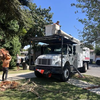 Discount Tree Care Arborist - Great equipment - Tree Services Near Me - Long Beach, California Discount Tree Care Arborist - Great equipment - Tree Services Near Me - Long Beach, California