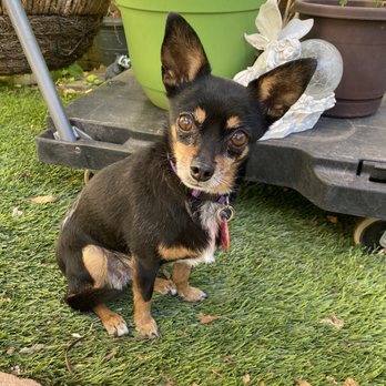 Tempe Feed - Happy, healthy Roxie thx to Tempe Feed! - Pet Stores Near Me - Tempe, Arizona