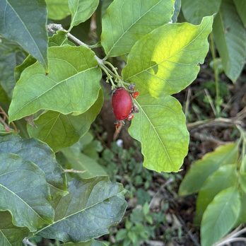 ECHO Global Farm - Peanut Butter fruit (yes it did taste like peanut butter!!) - Community Service/Non-Profit Near Me - North Fort Myers, Florida