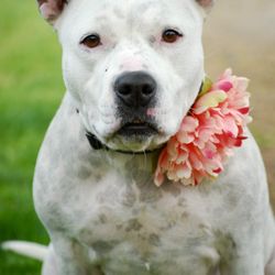 Fresno Bully Rescue