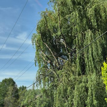 Asplundh Tree Expert - Captain Butch - Tree Services Near Me - Romeoville, Illinois Asplundh Tree Expert - Captain Butch - Tree Services Near Me - Romeoville, Illinois