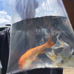 Koi fish Koi fish