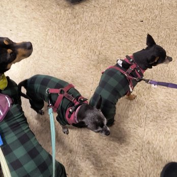 PetSmart - our dogs waiting in line to see Santa - Pet Stores Near Me - San Jose, California