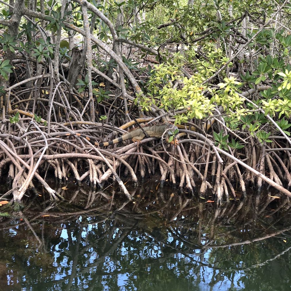 Captain Sterling's Boat Tours - Boat Tours Near Me - Key Largo, Florida