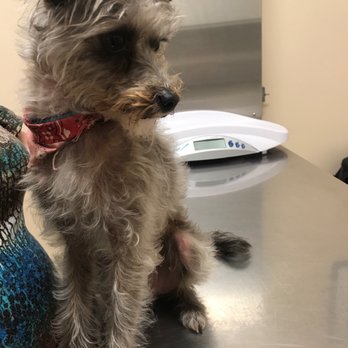 affordable animal clinic long beach