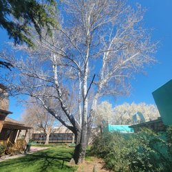 Silver City Museum - Outdoor mature trees