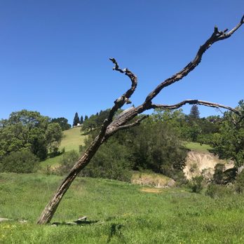 Bishop Ranch Regional Preserve - woodpeckers love this tree - Hiking Near Me