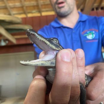 Insta-Gator Ranch & Hatchery - Tours Near Me - Covington, Louisiana