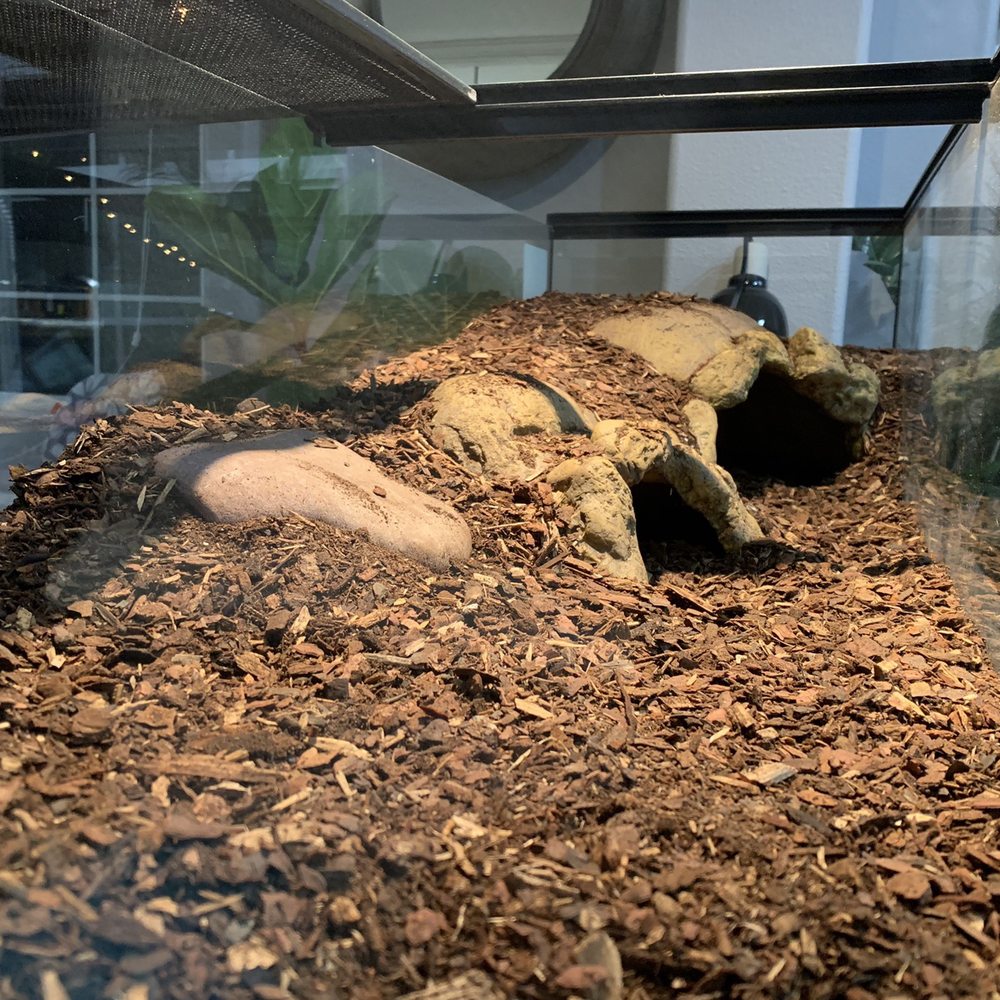 Amazon Reptile Center - Tank - Reptile Shops Near Me - Montclair, California Amazon Reptile Center - Tank - Reptile Shops Near Me - Montclair, California
