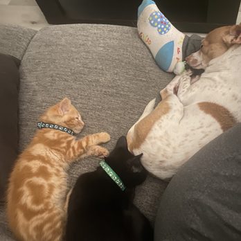 Milo Foundation - a dog and two cats - Pet Adoption Near Me - Point Richmond, California