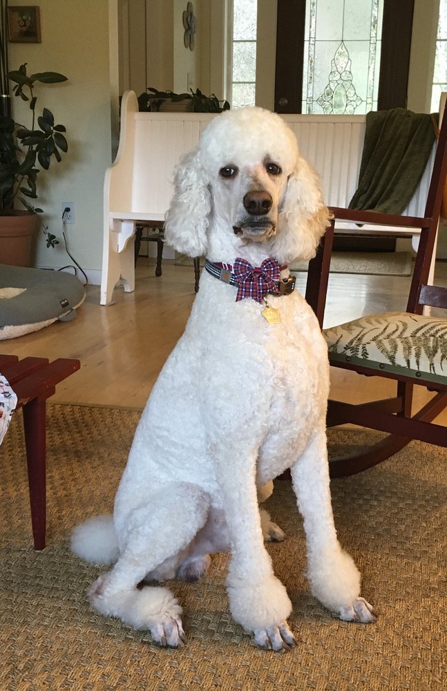 THE CLEAN PUP Updated September 2024 46 Photos 22412 Basin View