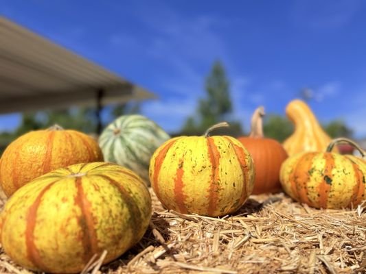 Gilchrist Farm by null