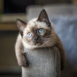 Our little Ash after bringing him home from the store!