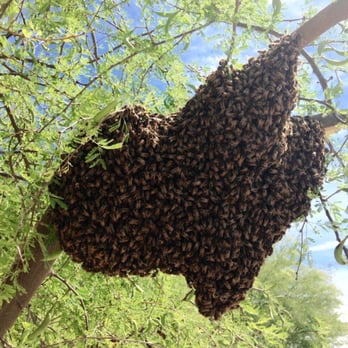 Arizona Pest Prevention - Bee swarm in a tree - Pest Control Near Me - Phoenix, Arizona Arizona Pest Prevention - Bee swarm in a tree - Pest Control Near Me - Phoenix, Arizona