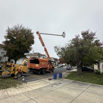 Apes Tree Service And Landscaping - Landscaping Near Me