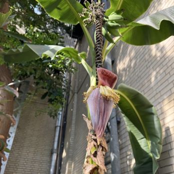 United States Botanic Garden - Botanical Gardens Near Me - Washington, DC, District of Columbia United States Botanic Garden - Botanical Gardens Near Me - Washington, DC, District of Columbia