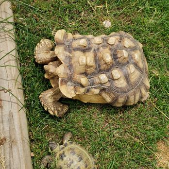 Critchlow Alligator Sanctuary - Animal Shelters Near Me - Athens, Michigan