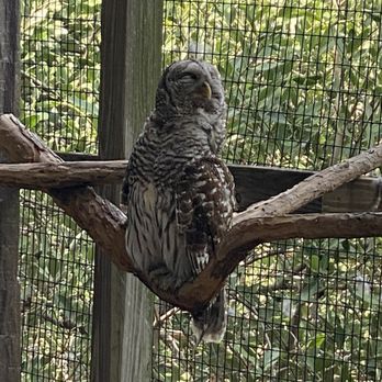 Florida Keys Wild Bird Sanctuary - Barred owl (Leo) - Animal Shelters Near Me - Tavernier, Florida Florida Keys Wild Bird Sanctuary - Barred owl (Leo) - Animal Shelters Near Me - Tavernier, Florida