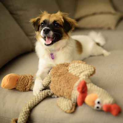 Citydog! Club by null