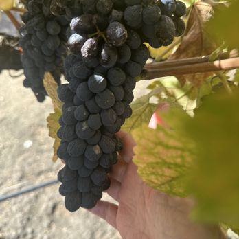 Scheid Vineyards Tasting Room - Grapes on Vines in Viewing Area - Wineries Near Me - Greenfield, California Scheid Vineyards Tasting Room - Grapes on Vines in Viewing Area - Wineries Near Me - Greenfield, California