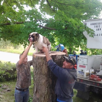 Aggressive Tree Service - Does great work and has fantastic crew. - Tree Services Near Me