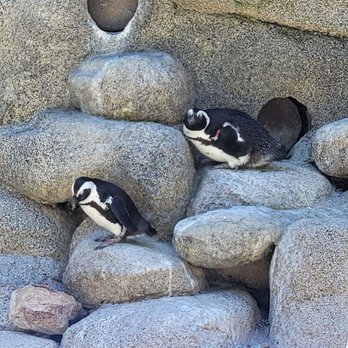 Africa Rocks - African Penguins - Zoos Near Me - San Diego, California Africa Rocks - African Penguins - Zoos Near Me - San Diego, California